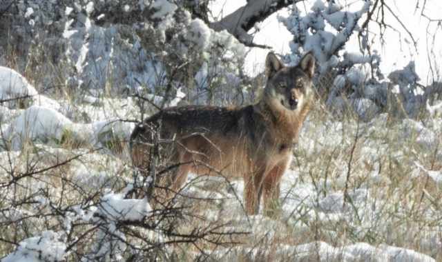 Francesco, l'uomo che fotografa i lupi sull'Alta Murgia: «Simbolo della natura più autentica»
